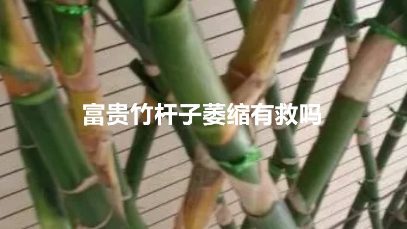 富贵竹杆子萎缩有救吗