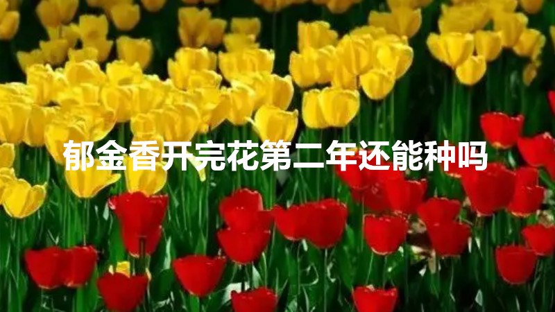 郁金香开完花第二年还能种吗