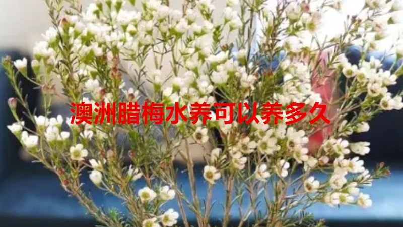 澳洲腊梅水养可以养多久