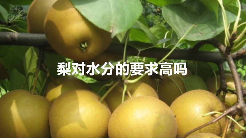 梨对水分的要求高吗