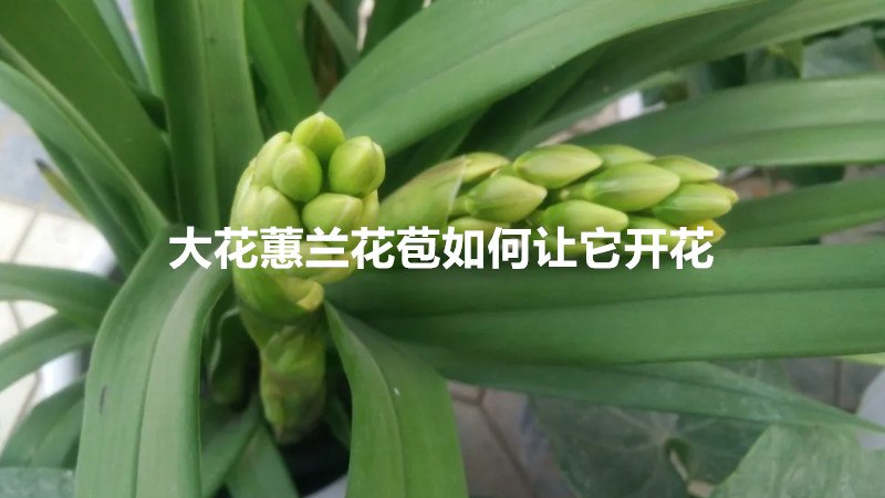 大花蕙兰花苞如何让它开花