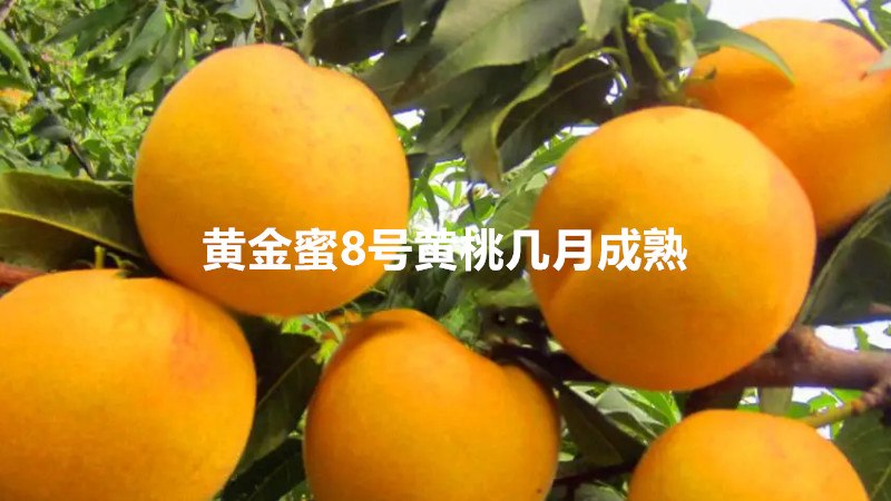 黄金蜜8号黄桃几月成熟