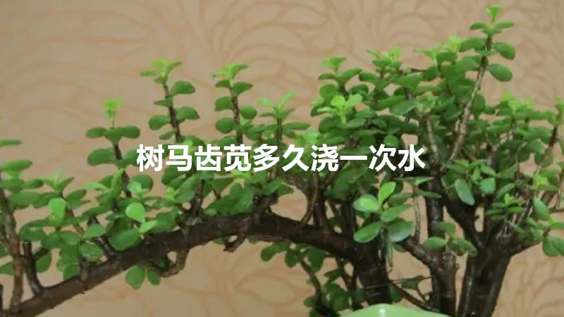 树马齿苋多久浇一次水