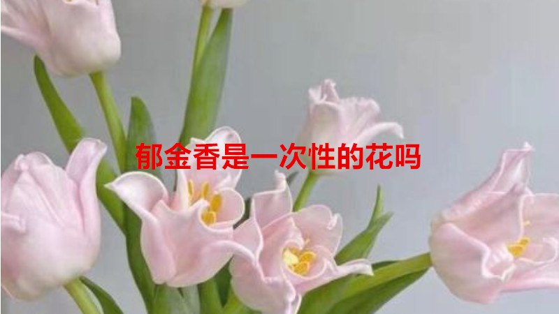郁金香是一次性的花吗