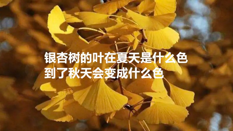 银杏树的叶在夏天是什么色到了秋天会变成什么色