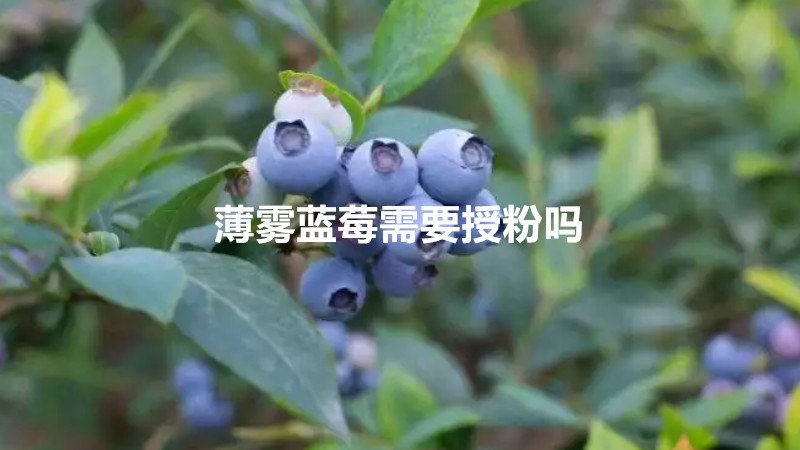 薄雾蓝莓需要授粉吗