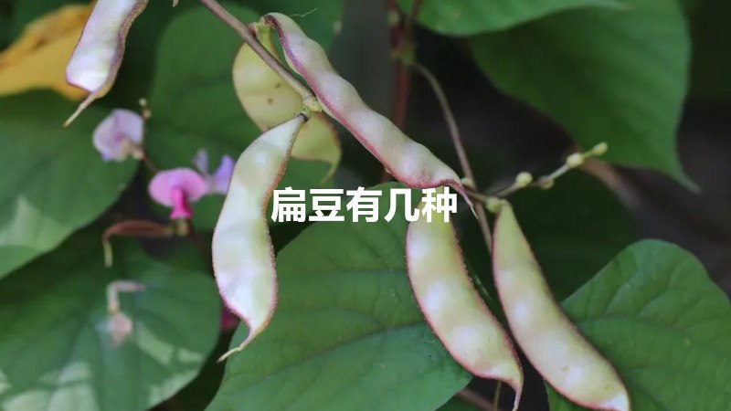 扁豆有几种