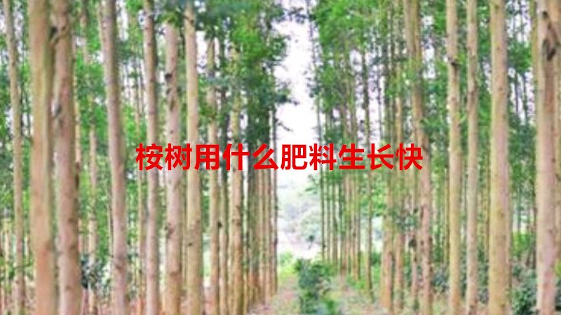 桉树用什么肥料生长快