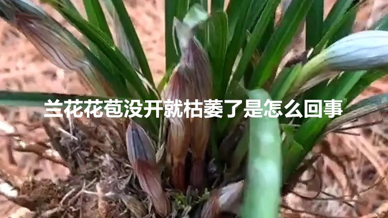 兰花花苞没开就枯萎了是怎么回事