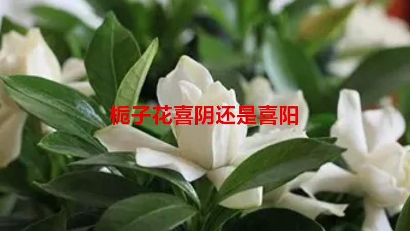 栀子花喜阴还是喜阳