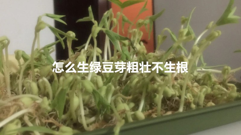 怎么生绿豆芽粗壮不生根