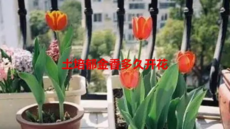 土培郁金香多久开花