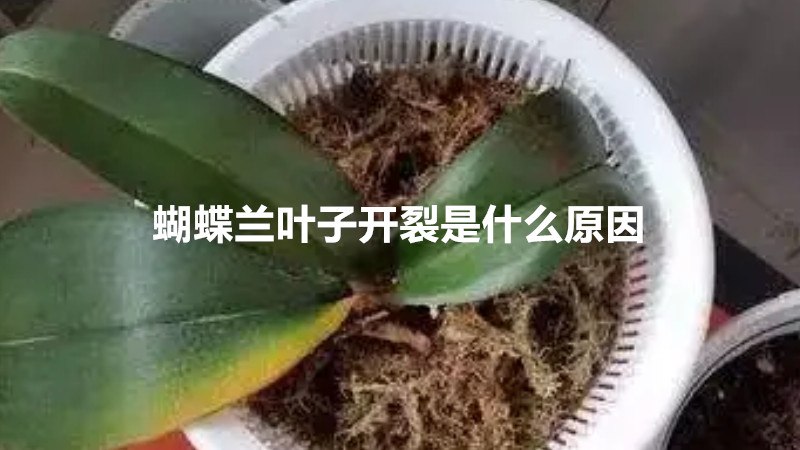 蝴蝶兰叶子开裂是什么原因