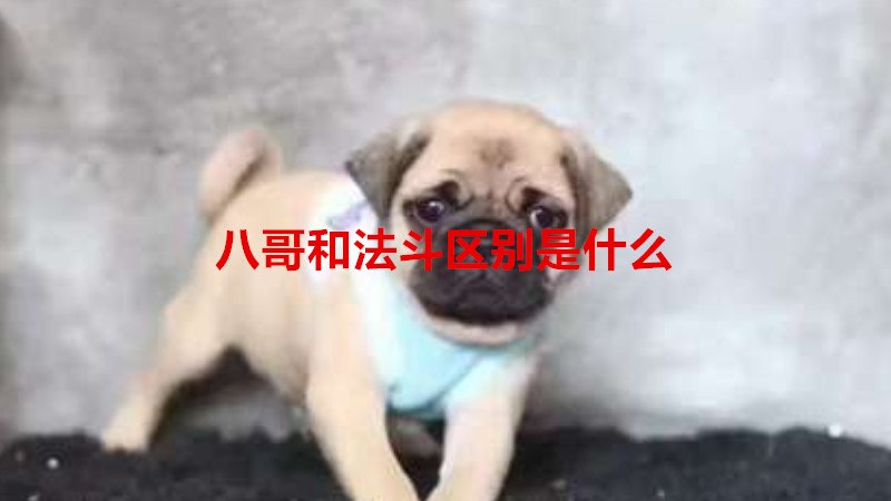 八哥和法斗区别是什么