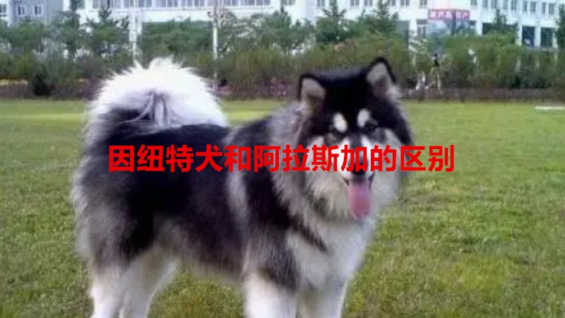 因纽特犬和阿拉斯加的区别