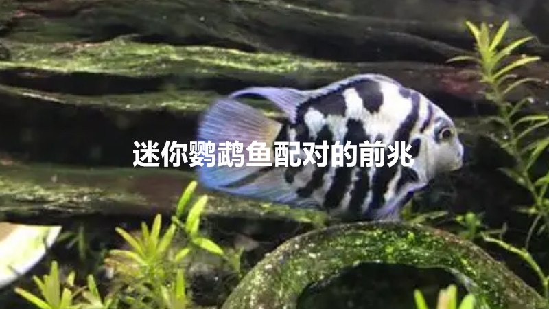 迷你鹦鹉鱼配对的前兆