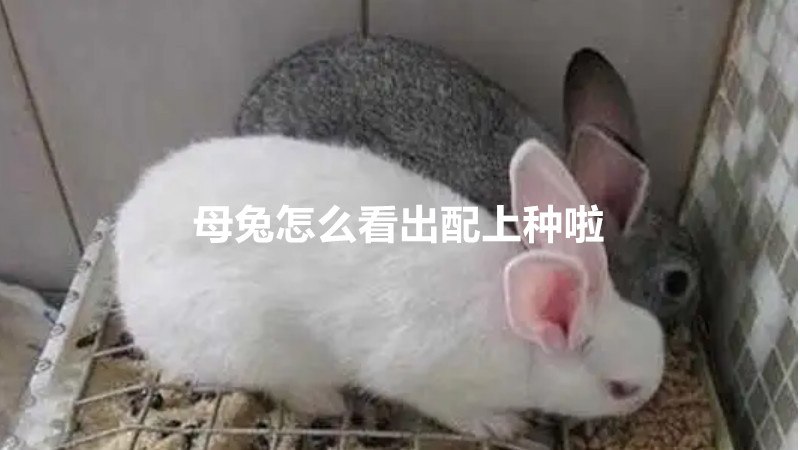 母兔怎么看出配上种啦