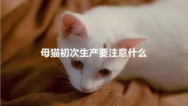 母猫初次生产要注意什么