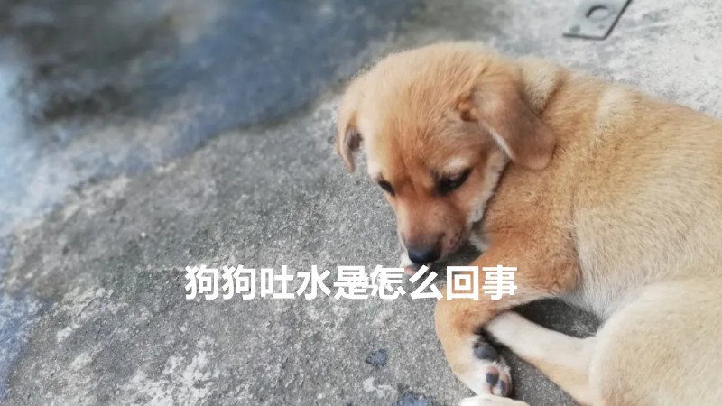 狗狗吐水是怎么回事