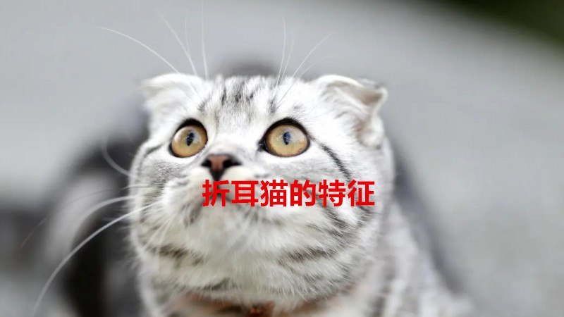 折耳猫的特征