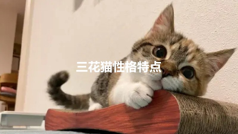 三花猫性格特点