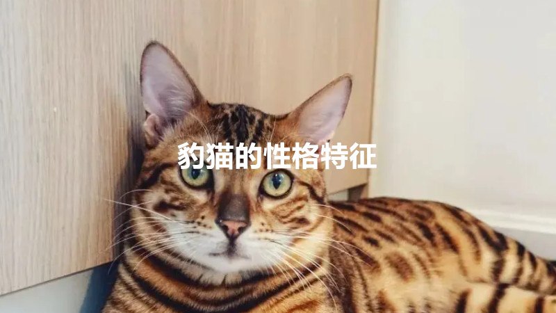 豹猫的性格特征