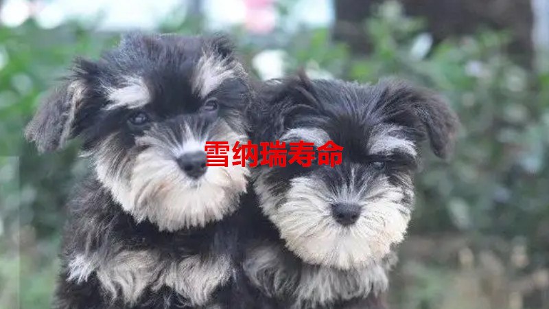 雪纳瑞寿命