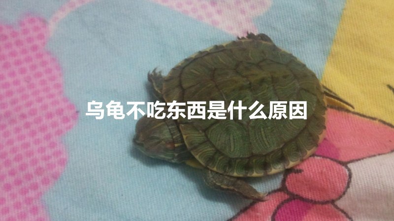 乌龟不吃东西是什么原因