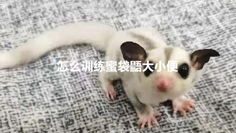 怎么训练蜜袋鼯大小便
