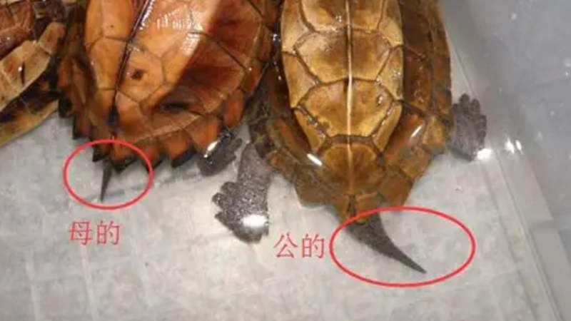 小乌龟怎么看是公是母