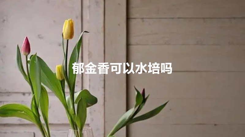 郁金香可以水培吗