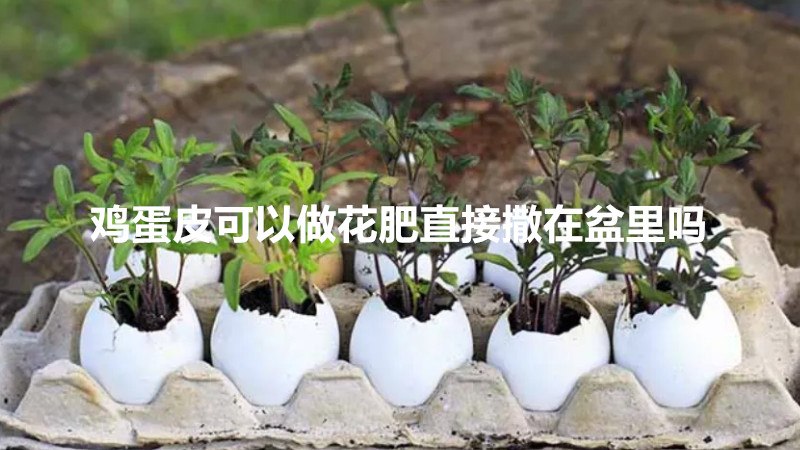 鸡蛋皮可以做花肥直接撒在盆里吗