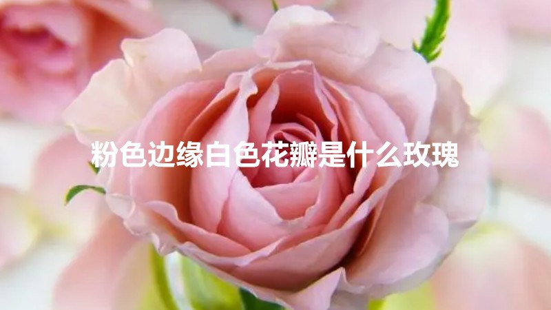 粉色边缘白色花瓣是什么玫瑰