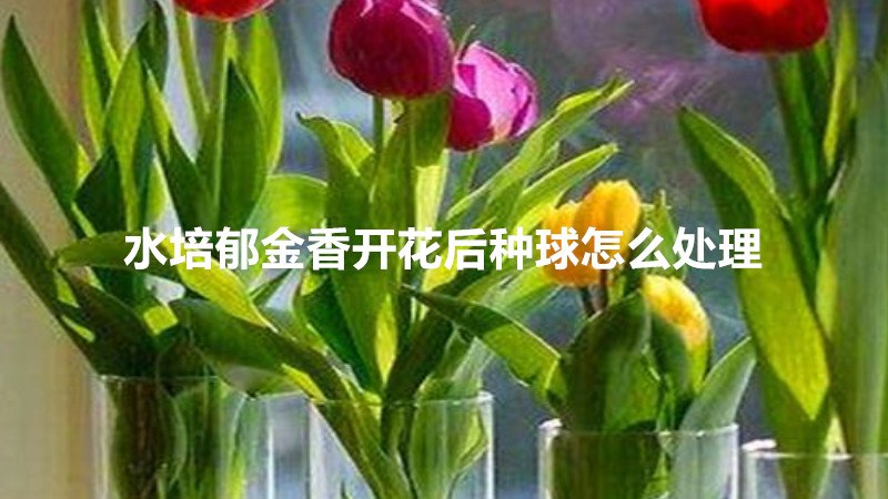 水培郁金香开花后种球怎么处理