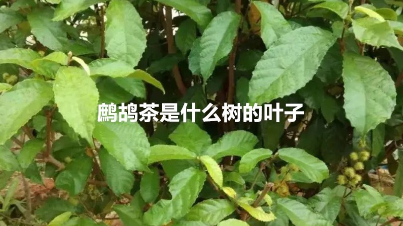 鹧鸪茶是什么树的叶子