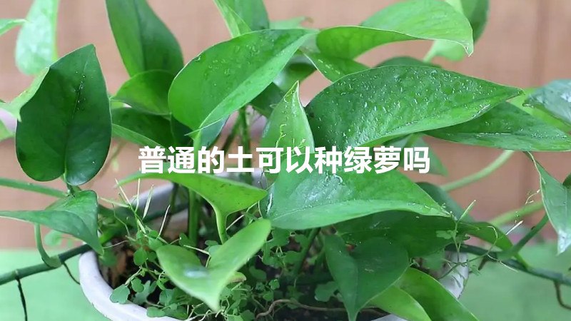 普通的土可以种绿萝吗