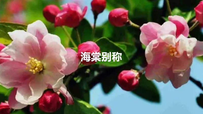海棠别称是什么