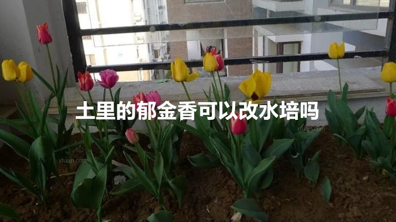 土里的郁金香可以改水培吗