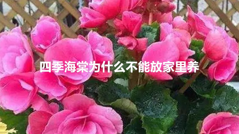 四季海棠为什么不能放家里养