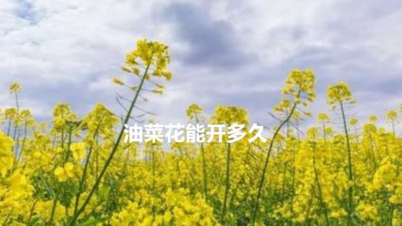 油菜花能开多久