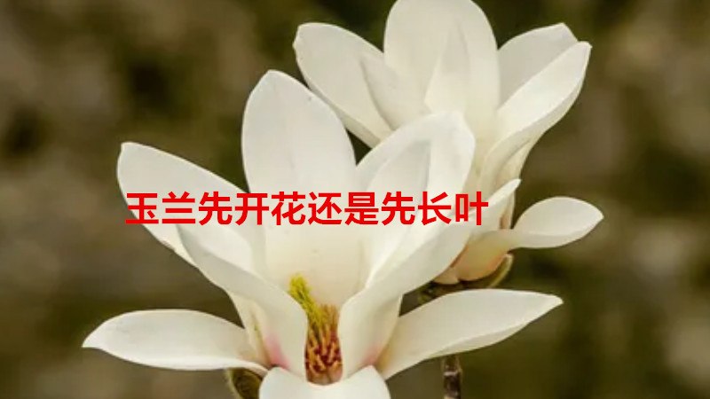 玉兰先开花还是先长叶