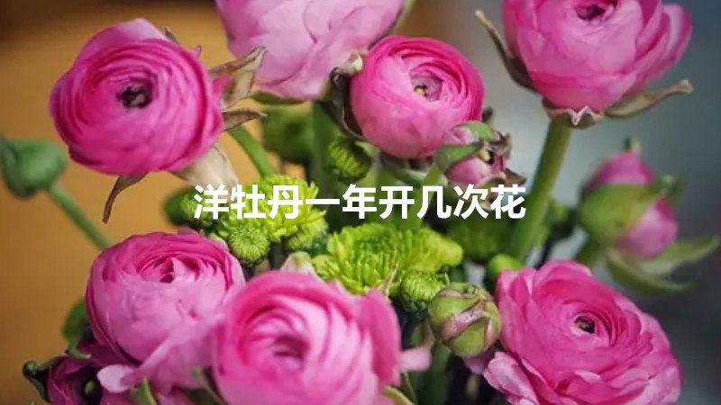 洋牡丹一年开几次花
