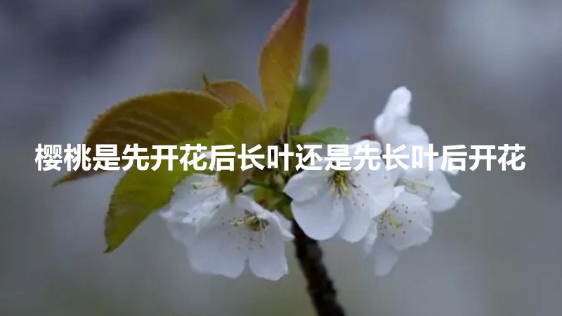 樱桃是先开花后长叶还是先长叶后开花