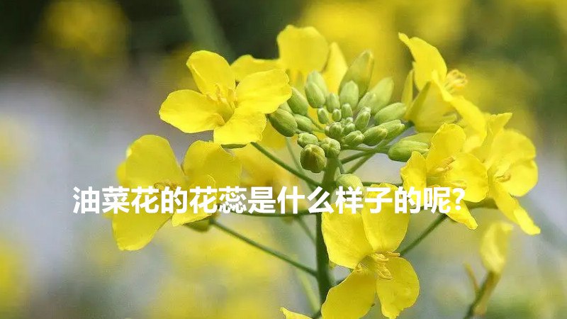 油菜花的花蕊是什么样子的呢?