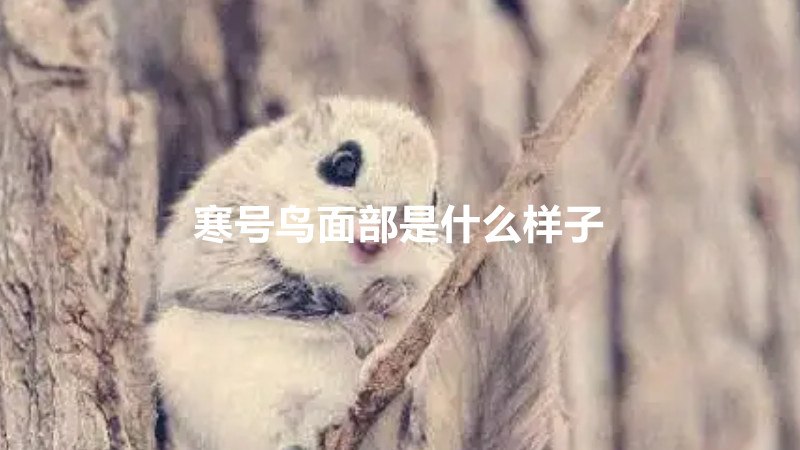 寒号鸟面部是什么样子