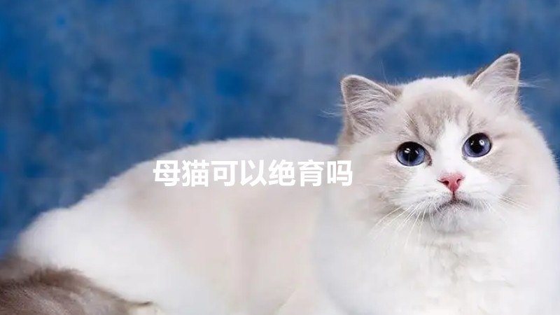 母猫可以绝育吗