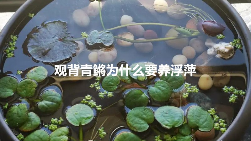 观背青鳉为什么要养浮萍