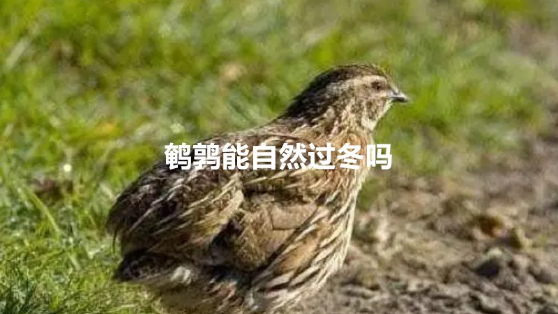 鹌鹑能自然过冬吗