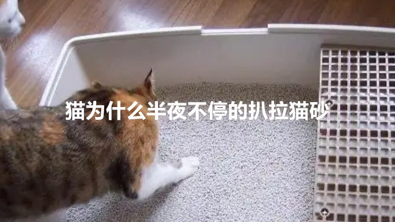 猫为什么半夜不停的扒拉猫砂