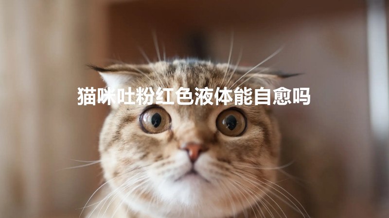 猫咪吐粉红色液体能自愈吗